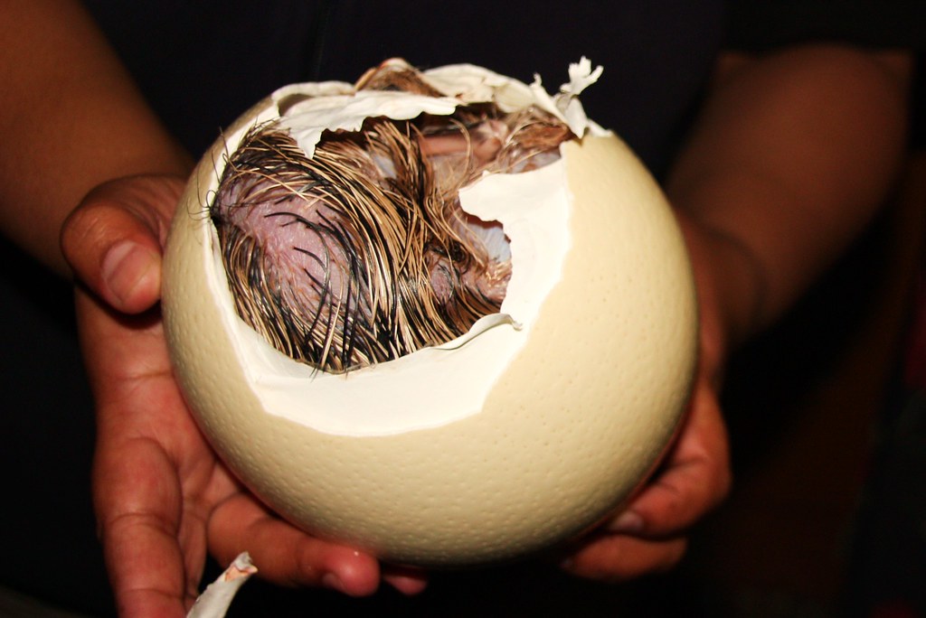 Hatching ostrich egg!, Takes about 25 hours for a baby ostr…